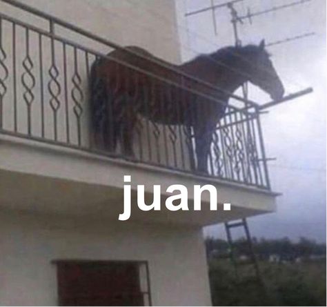 Juan Horse, Juan Meme, Horse Meme, Funny Horse, Saint Denis, Top Memes, 웃긴 사진, Cute Horses, Know Your Meme