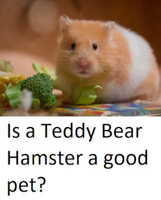 Hamster Diet, Teddy Bear Hamster, Bear Hamster, Hamster Substrate, Teddy Bear Hamster Long Haired, Hamster Food, Black Teddy Bear, Hamster Life, Pet Hamster