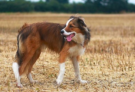 Red sable welsh sheepdog photo Welsh Sheep, Welsh Sheepdog, Smartest Dogs, English Shepherd, Herding Dogs, Border Collie Dog, Pretty Dogs, Bull Terrier Dog, Border Collies