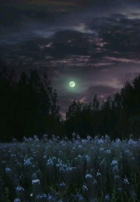 Forest Meadow Aesthetic, Colorful Nature Photography, Day Dream Aesthetic, Moon Garden At Night, Fond Tiktok, Angelic Core, Moonlit Field, Forest Moonlight, Night Time Landscape