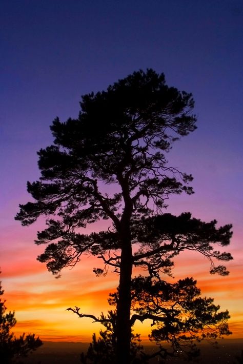 Tree With Sunset, Sunset Tree Painting, Sunset Trees Photography, Sunset Silhouette Photography, Sunset With Trees, Tree Sunset, A Tree, Blue Flower Pictures, Shadow Tree