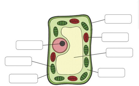 labell the structure of plant cell Structure Of Plant Cell, Plant Cell Structure, Plant Cell, The Plant, Electronic Products, Plants