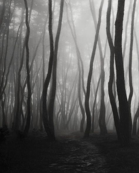 Artist Bae Bien U - FindArtinfo Dark Forest Aesthetic, Images D'art, Mystical Forest, Black And White Tree, The Fog, Luz Natural, Korean Artist, Landscape Trees, Dark Forest