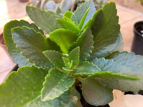 Kalanchoe Winter Care Guide - The Practical Planter Kalanchoe Plant Care, Winter Care, Indoor Greenhouse, Real Plants, Spring Blooms, We Fall In Love, Growing Plants, Tropical Plants, Months In A Year