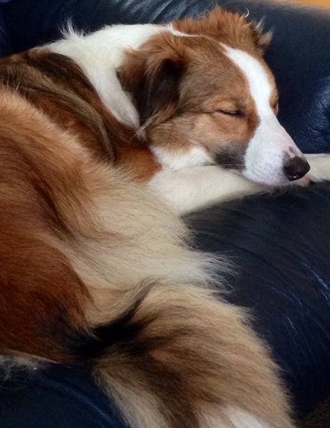 Ginny looking chilled Border Collie Black And White, Border Collie Facts, Border Collie Black, Welsh Sheepdog, Scotch Collie, White Border Collie, English Shepherd, Collie Puppies, Labrador Retriever Puppies