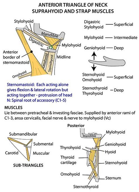 Anterior Triangle Of Neck Notes, Triangle Of The Neck, Triangles Of Neck Anatomy, Posterior Triangle Of Neck Anatomy, Anterior Triangle Of Neck, Suprahyoid Muscles, Anatomy Of The Body, Neck Muscle Anatomy, Anatomy Head