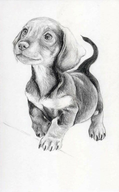 Dachshund Sketch Pencil Drawings, Dachshund Drawing Sketches, Dachshund Sketch, Dog Pencil Drawing, Dachshund Drawing, Realistic Animal Drawings, Puppy Sketch, Piskel Art, Pencil Drawings Of Animals