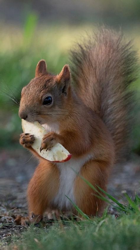 Brown Squirrel, Squirrel Eating, Nat Geo Wild, Squirrel Illustration, Squirrel Pictures, Squirrel Art, Squirrel Funny, Cute Small Animals, Cute Squirrel