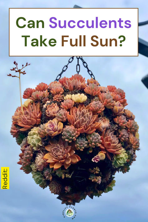 "Discover essential tips on succulent care with our guide on whether 
succulents can thrive in full sun! Learn about sunlight requirements for 
outdoor succulents and find expert gardening advice. Get plant care tips to 
ensure your full sun succulents flourish in bright conditions. Perfect for 
both beginners and seasoned gardeners!" Full Sun Succulents, Succulent Care Indoor, Succulents Care, Outdoor Succulents, Plant Care Tips, Yes But, Succulent Care, Succulents Indoor, Gardening Advice