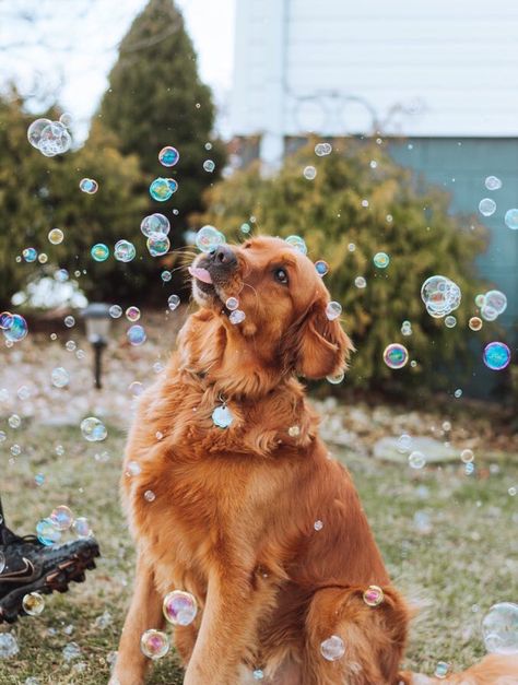 Dog Photoshoot, A Golden Retriever, Good Boy, Cute Animal Photos, Dog Photography, Baby Dogs, Dog Photos, 귀여운 동물, Dog Pictures