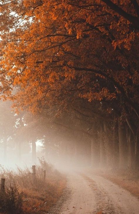 Autumn Magic, Autumn Scenes, Autumn Scenery, Screen Saver, Dirt Road, Autumn Beauty, Fall Pictures, Autumn Cozy, Autumn Aesthetic