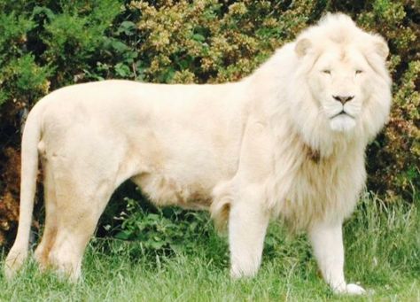 Melanism Animals, White Lion Images, Albino Lion, Lion Facts, Kimba The White Lion, Rare Albino Animals, White Lions, Panthera Leo, White Animals