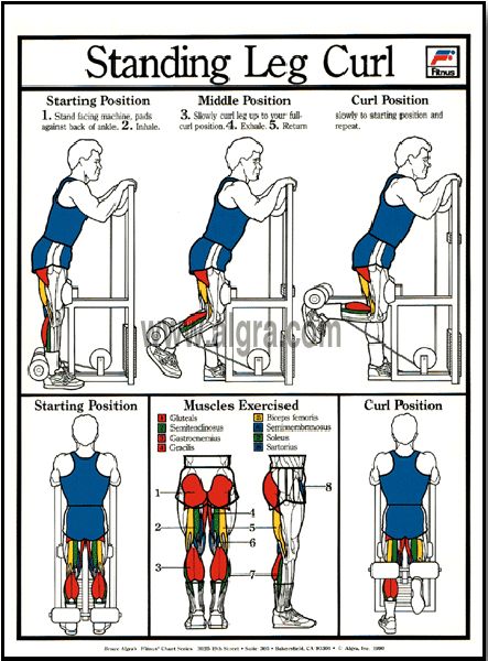 Standing Leg Curl Poster | by Bruce Algra Standing Leg Curl, Standing Hamstring Curl, Curl Workout, Hamstring Curl Machine, 2023 Workout, Hamstring Curl, Strenght Training, Leg Curl Machine, Hamstring Curls