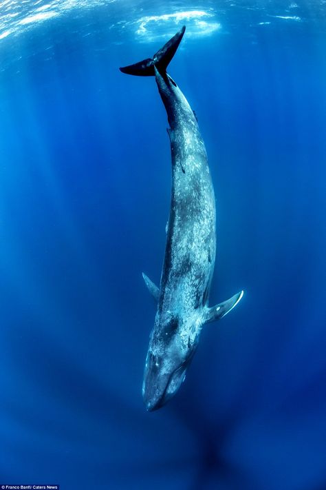 Having a whale of a time: The beautiful images show the whale plunging into the deepest depths of the clear blue sea Blue Whale Pictures, Whale Pictures, Sea Mammal, A Whale, Deep Blue Sea, Endangered Animals, Blue Whale, Ocean Creatures, Ocean Animals