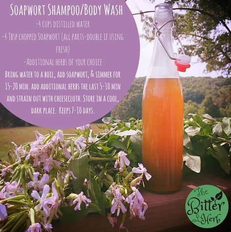 Soapwort Shampoo/Body Wash The Bitter Herb Acadamy Soapwort Recipes, All Natural Body Wash, Herbs Recipes, Healing Remedies, Natural Body Wash, Natural Healing Remedies, Hobbit Hole, Apocalypse Survival, Diy Body Care