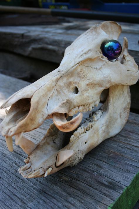 A wild boar skull and marble eye Boar Skull, Inosuke Cosplay, Pig Skull, Woodburning Ideas, Antler Crafts, Wild Hog, Boars Head, Animal Reference, Pine Needle Baskets