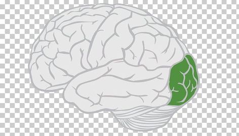 Lobes Of The Brain, Parietal Lobe, Brain Lobes, Temporal Lobe, About Brain, Brain Drawing, Occipital Lobe, Cerebral Cortex, Brain Facts