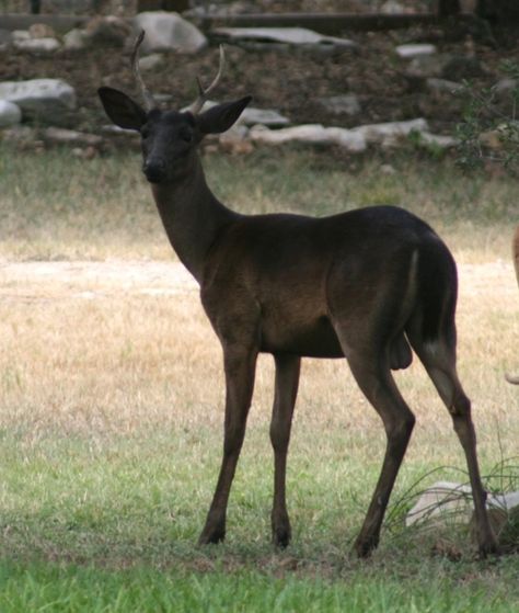 This black deer is melanistic – the dark pigment melanin is prevalent. Melanism is the opposite of albinism.  See examples of other melanistic animals! Melanistic Animals, Whitetail Deer Pictures, Black Deer, Deer Photos, Deer Family, Rare Animals, Whitetail Deer, Oh Deer, Black Animals