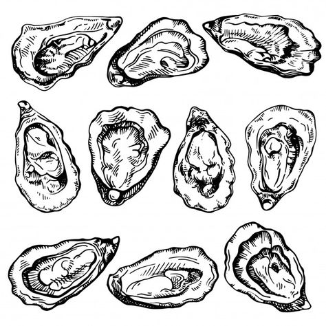 Oyster Bowl, Pearl Oyster, Bar Inspiration, Oyster Bar, Hand Pictures, Sketch Illustration, Fresh Seafood, Vector Hand, Drawing Inspiration