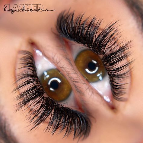 Lashed by Dani’s Instagram post: “I love the close ups where you can see all every layer😻 Set: Wet Look Style: Wispy Doll eye Lashes: .03 CC sizes 8-15mm Velvet mink…” Wispy Doll Eye, Wet Set, The Close, Eye Lashes, Doll Eyes, Wet Look, Look Fashion, Eyelashes, Ups