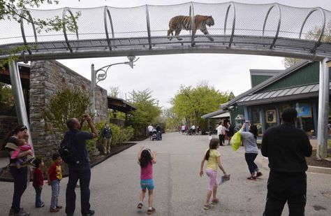 An Amur tiger walks over the new Big Cat Crossing as visitors look on at the Philadelphia Zoo, Pennsylvania. The new animal exploration trail experience called Zoo360 enables animals to roam around and above the zoo. Cat Walkway, Zoo Games, Tiger Zoo, Tiger Walking, Zoo Architecture, Philadelphia Zoo, Zoo Park, Amur Tiger, Sumatran Tiger