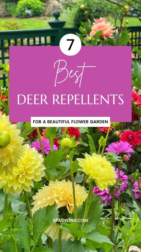 Looking for ways to grow a flower garden without deer eating your plants? If they are a problem in your beds, here are some effective deer repellents that will help protect your flower garden from damage. Protect Flowers From Deer, Deer Resistant Flower Beds, Deck Garden Ideas Vegetables, Deer Resistant Annual Flowers, Deer Repellent Plants, Plants That Deer Will Not Eat, Flowers Deer Will Not Eat, Plants Deer Will Not Eat, Flowers That Deer Will Not Eat