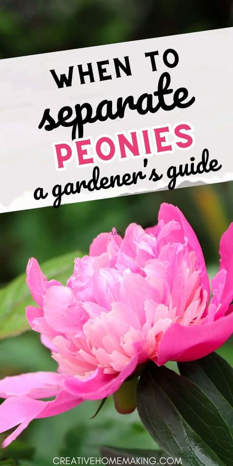 Learn the art of dividing peonies for a more abundant and beautiful garden. Find out when and how to separate peonies for optimal growth. How To Grow Peonies, Grow Peonies, Peony Plant, Peony Care, Peony Leaves, Front Landscape, Beautiful Peonies, Peony Bush, Diy Blanket