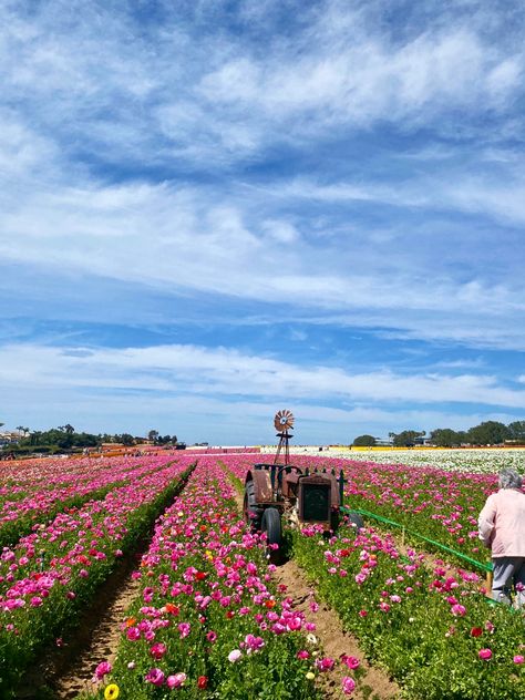 san diego, california aesthetic, flower field, carlsbad flower field, flower field aesthetic, flower field pic, instagram poses, instagram inspo Aesthetic Flower Field, Flower Field Aesthetic, Field Aesthetic, Carlsbad Flower Fields, Aesthetic Scenery, California Aesthetic, Aesthetic Flower, Poses Instagram, Instagram Pose