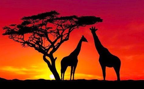 Upotettu kuva Silhouette Arte, Africa Sunset, Giraffe Silhouette, African Sunset, Africa Wildlife, Afrikaanse Kunst, Sunset Nature, Sunset Wallpaper, African Wildlife