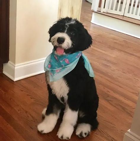 Borderdoodle Dogs, Bernadoodle Haircuts, Bernie Doodle Haircut, Doodle Dogs, Doodle Puppies, Calmest Dog Breeds, Mini Bernedoodle Haircut Styles, Doodle Breeds, Bernie Doodle