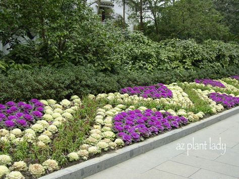 Colorful and Edible Ornamental for Your Garden - Birds and Blooms Landscaping Entrance, Winter Planting, Porch Landscaping, Ornamental Cabbage, Ornamental Kale, Annual Garden, Flower Bed Designs, Commercial Landscaping, Front Yard Garden Design