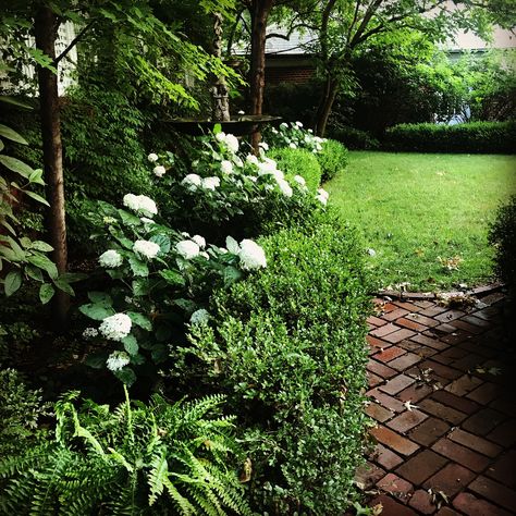 Annabella Hydrangea and boxwood. Annabella Hydrangea, Hydrangea And Boxwood, Bobo Hydrangea Hedge, Incrediball Hydrangea And Boxwood, Invincibelle Mini Mauvette Hydrangea, Hydrangea Arborescens Incrediball, White Endless Summer Hydrangea, Black Thumb, Classic Garden