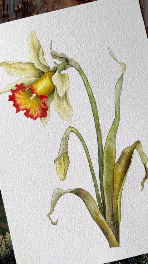 Unger EasyArt | Daffodil.. new watercolor tutorial available on Patreon, link in bio 🌼💛 #watercolorforbeginners #watercolorbotanicals #illustrationnow... | Instagram Daffodil Watercolor, Vintage Daffodil, Dyi Painting, Colored Pencil Artwork Ideas, Iris Painting, Watercolor Flowers Tutorial, Watercolor Tulips, Watercolor Tutorial, Watercolour Inspiration