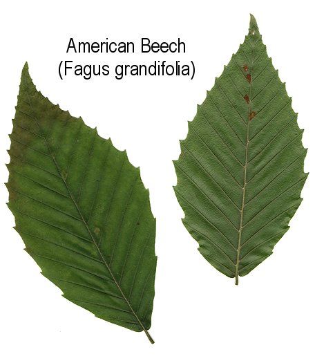 American Beech Leaf | Hardwoods Toothed Beech Tree Leaves, Beech Leaf, Aspen Leaves, Chestnut Tree, Tree Project, American Chestnut, Tree Id, Aspen Leaf, Beech Tree