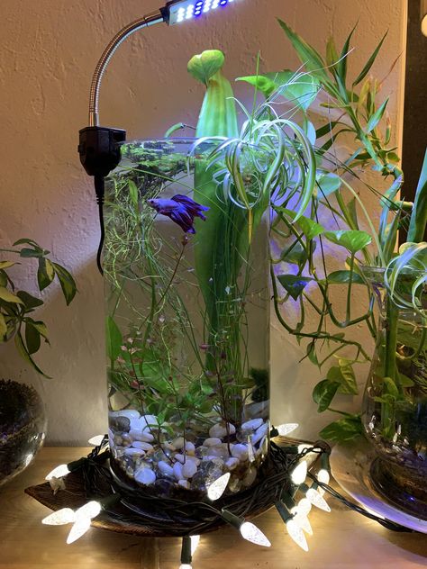 Betta Bowl Ideas, Planted Fish Bowl, Betta Aquarium Ideas, Planted Betta Tank, Betta Fish Bowl, Cool Fish Tank Decorations, Water Terrarium, Aquarium Garden, Fish Pond Gardens