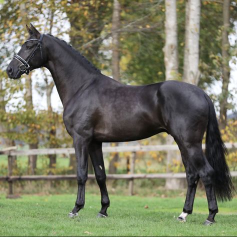 Black Thoroughbred, Warmblood Horses, Horse Exercises, Horse Facts, Black Stallion, Black Horses, Dressage Horses, Horse Portrait, Equestrian Sports