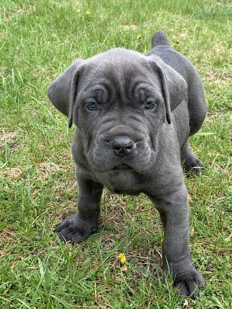 Cane Corso Puppies For Sale | Elmhurst, IL Tattoo Ideas Dog, Small Dog Tattoo, Wallpaper Dog Aesthetic, Dog Haircut, Big Dogs Breeds, Biggest Dog In The World, Small Dog Tattoos, Dog Snapchats, Dog Tattoo Ideas