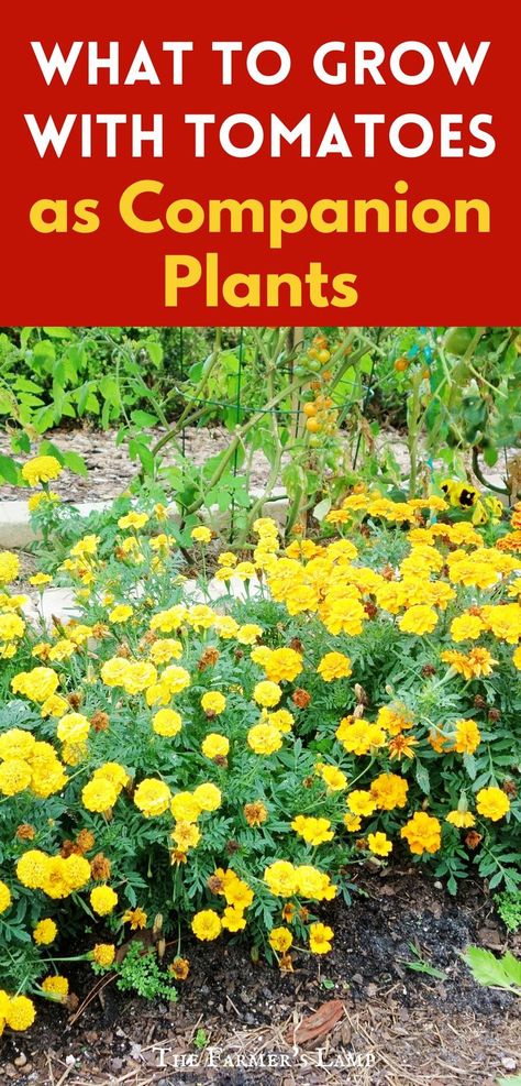 marigolds growing in a garden with orange tomatoes on the vine with words written on the picture that read what to grow with tomatoes as companion plants the farmers lamp dot com Companion Plants For Tomatoes, Plant Companions, Tomato Companion Plants, Companion Plants, Canning Tomatoes, Veg Garden, Good Neighbor, Perfect Plants, Community Gardening