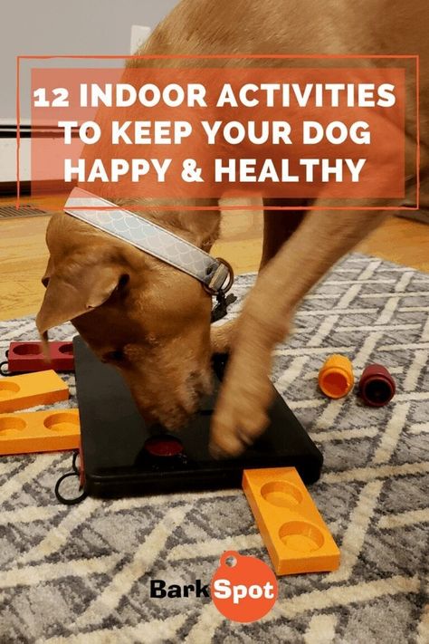 12 Indoor Activities To Keep Your Dog Happy On Rainy Days Big Dog Toys, Train Dog, Organic Dog Food, Cool Dog Houses, Fun Indoor Activities, Best Dog Toys, Dog Enrichment, Dog Things, Dog Games