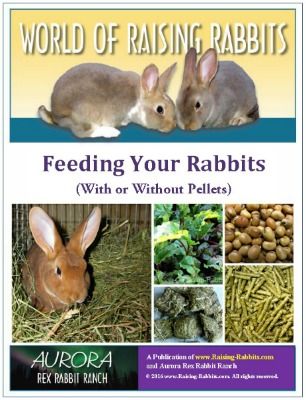 What Do Rabbits Eat, Raising Bunnies, Rabbit Tractor, California Rabbit, Bunny Pets, Rabbit Farming, Feed Animals, Mini Rex Rabbit, Show Rabbits