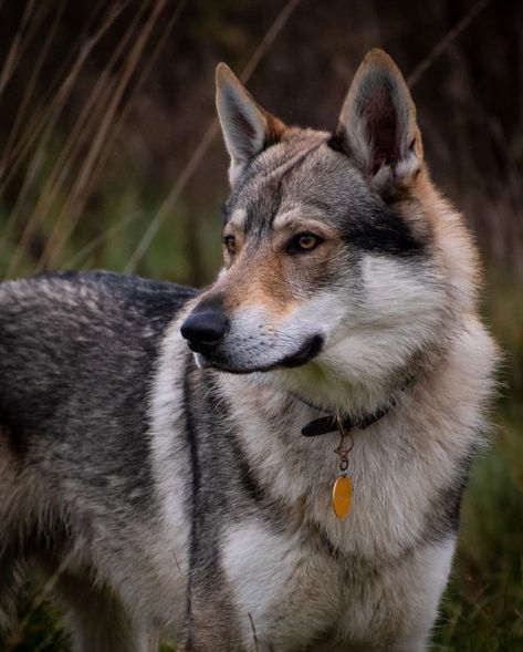 Czechoslovakian Vlcak, Czech Wolfdog, Wolf Dog Breeds, Tamaskan Dog, Cat Breeds List, Czechoslovakian Wolfdog, All Cat Breeds, Ibizan Hound, Akc Breeds