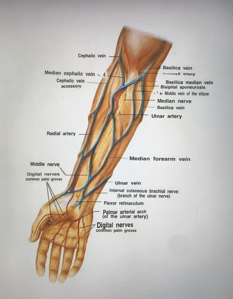 Ulnar Nerve, Visible Veins, Leg Veins, Median Nerve, Nurse Study Notes, Nursing Study, Beautiful Drawings, Study Notes, Natural World