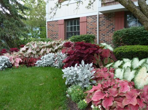 Landscaping Shade Garden Zone 4 - Google Search Caladiums Landscaping, Caladium Garden, Trees For Front Yard, Simple Landscaping, Shade Garden Design, Shadow Plants, Side Yard Landscaping, Shade Garden Plants, Zone 9