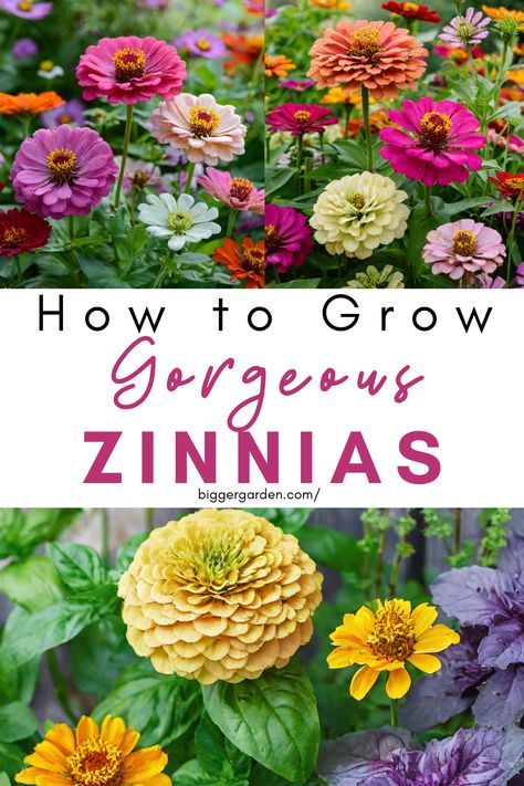 Transform your garden into a paradise of vibrant colors and joyful blooms with the enchanting allure of Zinnias! Our guide offers a comprehensive look into the art of cultivating these cheerful flowers, inviting you to embark on a colorful gardening adventure. Click to discover the magic of Zinnia cultivation and follow us for more gardening inspiration! Zinnia Flowers How To Grow, Zinnia Flower Bed, Kansas Gardening, Zinnias Garden, Zinnia Garden, Growing Cut Flowers, Flower Farming, Cut Flower Farm, Dahlias Garden