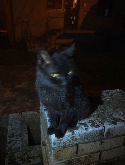 I just got result 'black cat' on quiz 'what cat are you?'. What will you get? Cat Asthetics Photos Dark, Black Cat Dark Academia, Black Cat Night Aesthetic, Black Cat Dark Aesthetic, Black Cat Personality Aesthetic, Black Cat At Night, Dark Animal Aesthetic, Black Cat Boy Aesthetic, Black Cat Pfp Aesthetic