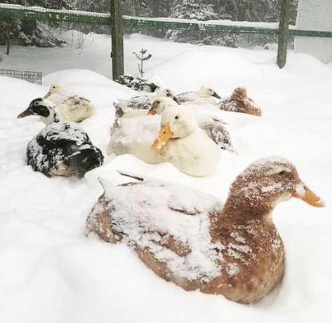 Walk In Duck Coop, Winterize Duck Coop, Best Duck Waterer, Cheap Duck Coop Ideas, Duck Enrichment, Duck And Chicken Coop Together, Chicken And Duck Coop Combo, Ducks And Chickens Together, Duck Coop Ideas