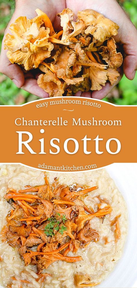 Chanterelle Mushroom Risotto: Chanterelle Mushroom Recipes - If you're looking for chanterelle recipes, you're going to love this easy mushroom risotto. I'd say, it's even one of the best mushroom risotto recipes around! Made with wild mushrooms, this risotto recipe is sure to please just about everyone. foraged mushroom recipes | foraging chanterelles Chantrell Mushrooms Recipes, Chanterelle Risotto, Best Mushroom Risotto, Chanterelle Mushroom Recipes, Chanterelle Recipes, Fungi Recipe, Mushroom Recipes Vegan, Wild Mushroom Recipes, Food Foraging