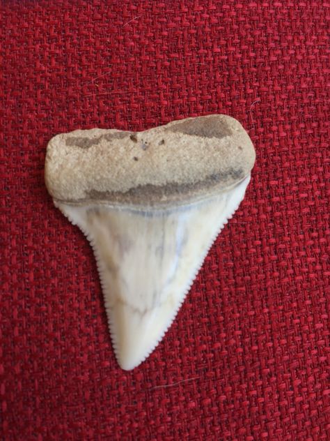 WKRG | Man finds 2.6 to 5 million year old Great White Shark tooth on Dauphin Island Shark Tooth Hunting, Great White Shark Tooth, Skipping Rocks, Great White Shark Teeth, Dauphin Island, Bird Sanctuary, Chemistry Teacher, Shark Tooth, White Sharks