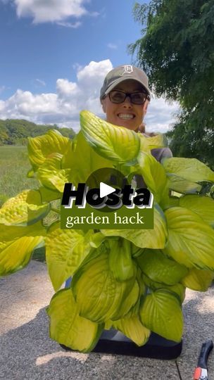 5K views · 434 reactions | The number one question I get asked ⤵️
.
🌿 After sharing my Boston Fern hack was… can you do this gardening hack with hostas? 
.
💚 The answer is ~ YES!! 🙌🏻
.
🌿Doing this garden hack will give you a lot of bang for your buck.
.
💚 Simple HOSTA Hack you didn’t know ⤵️
.
1️⃣ Remove the hosta from the pot. 
.
2️⃣ Using a handsaw or shovel cut the hosta into four pieces. 
.
3️⃣ Plant your four new perennials plants into your garden beds. 
.
4️⃣ BONUS garden tip: 
.
🌿 Add some Osmocote slow release fertilizer into the hole before you plant. This will help the new hostas get established in the garden. 
.
💚 Voila! 🙌🏻You will have four new mature hostas in no time!! 🌿
.
🌿Was this helpful? Let me know by commenting 💚that way I know if I should create more video Hosta In Pots Ideas, Hosta In Pots, Hosta Garden Ideas, Hostas In Pots, Garden Hack, Hosta Gardens, Boston Fern, Diy Greenhouse, Garden Yard Ideas