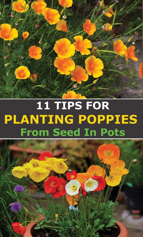 Planting Poppy Seeds, Poppy Flower Seeds, Growing Poppies, Planting Poppies, Designing A Garden, Decorations Items, Growing Corn, Poppy Garden, Grow Herbs